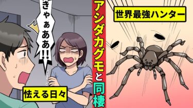 【ミステリー調査団 】世界最強のゴキブリハンター！｢アシダカグモ｣と暮すとどうなるのか？【漫画動画】